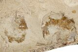 Cretaceous Fossil Fish (Sedenhorstia) and Two Shrimp- Lebanon #200763-3